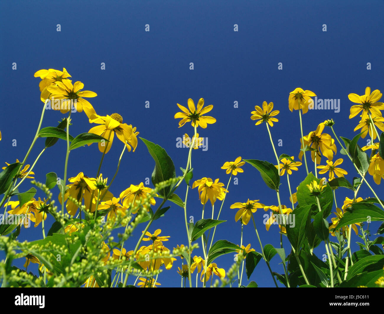 danish front yard Stock Photo