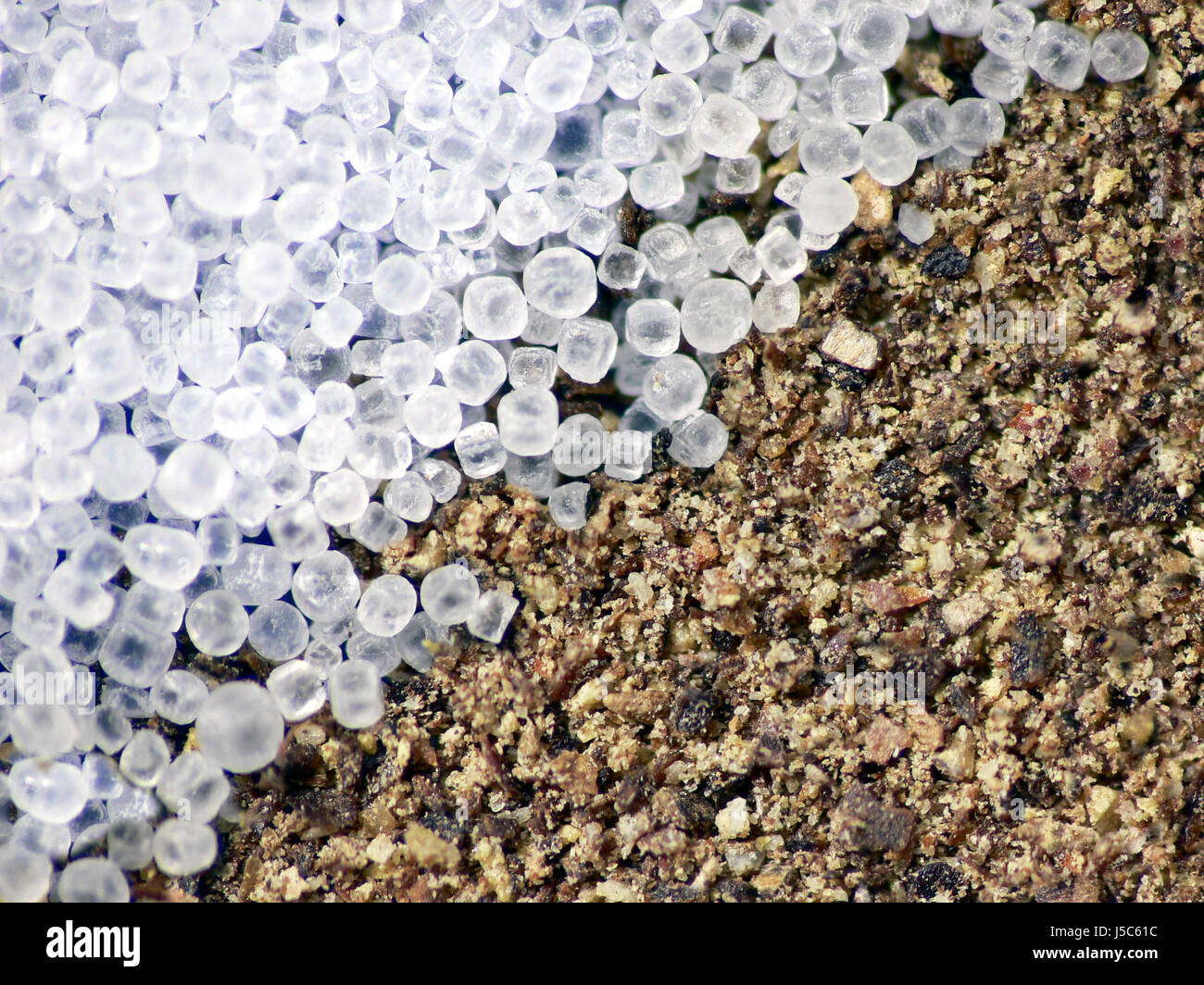 salt and pepper 2 Stock Photo Alamy
