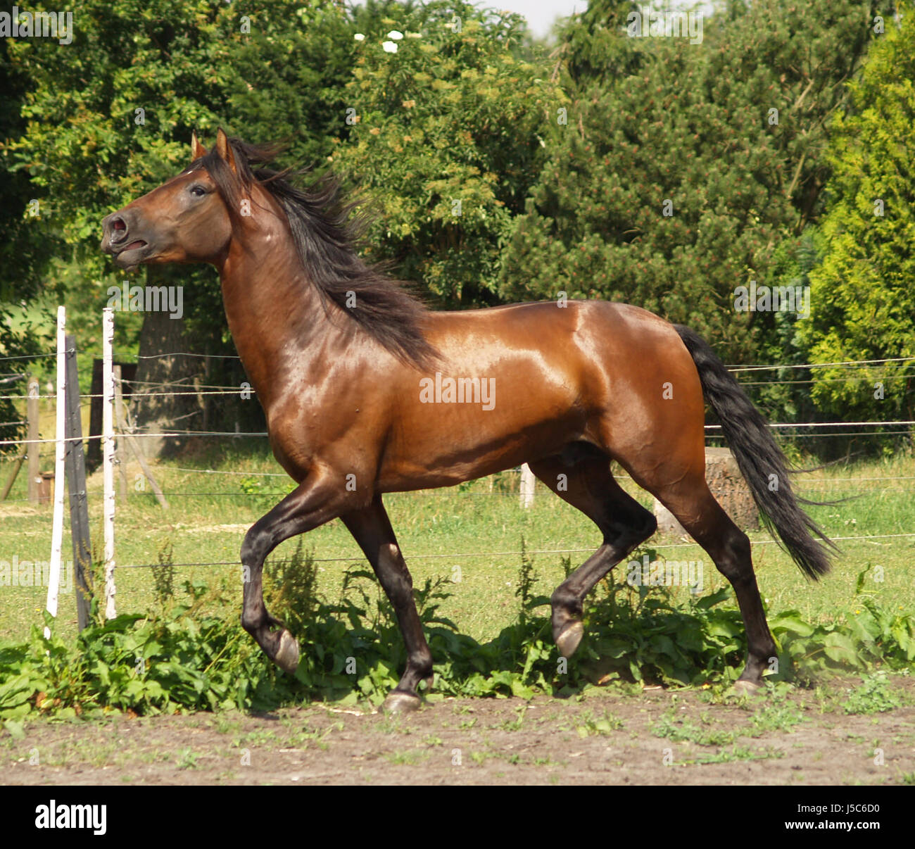 neighing stallion trotting Stock Photo