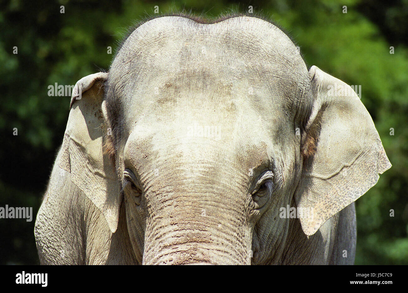 animal mammal elephant tele safari elefantenkopf dumbo loxodonta rsseltiere Stock Photo