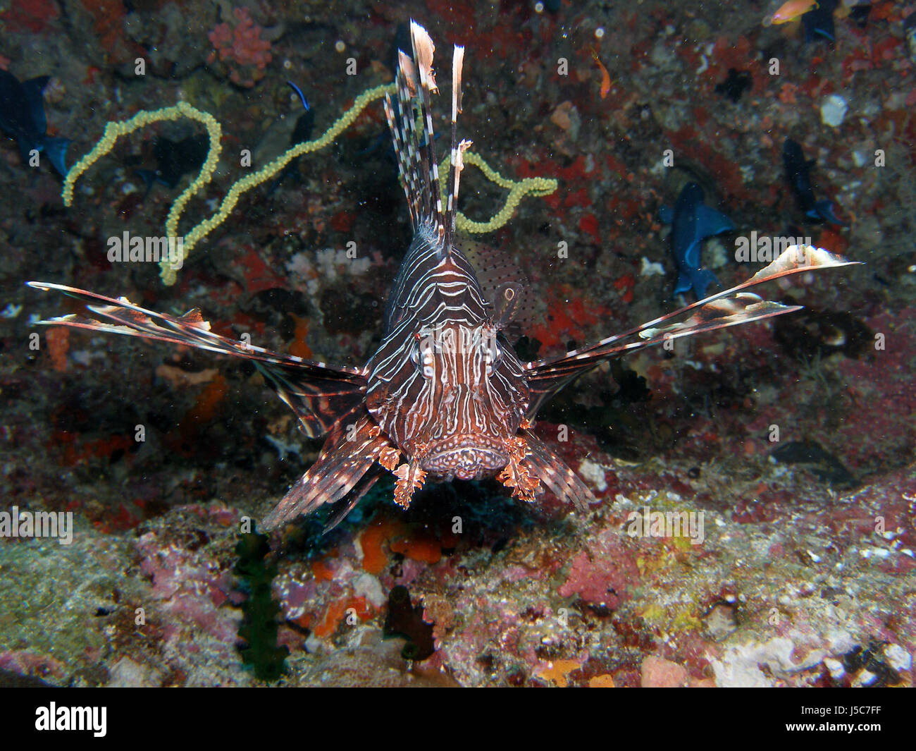 fish,maldives,dive,pisces,uraub,rotfeuerfisch,unterwasserbild,unterwasserbilder Stock Photo