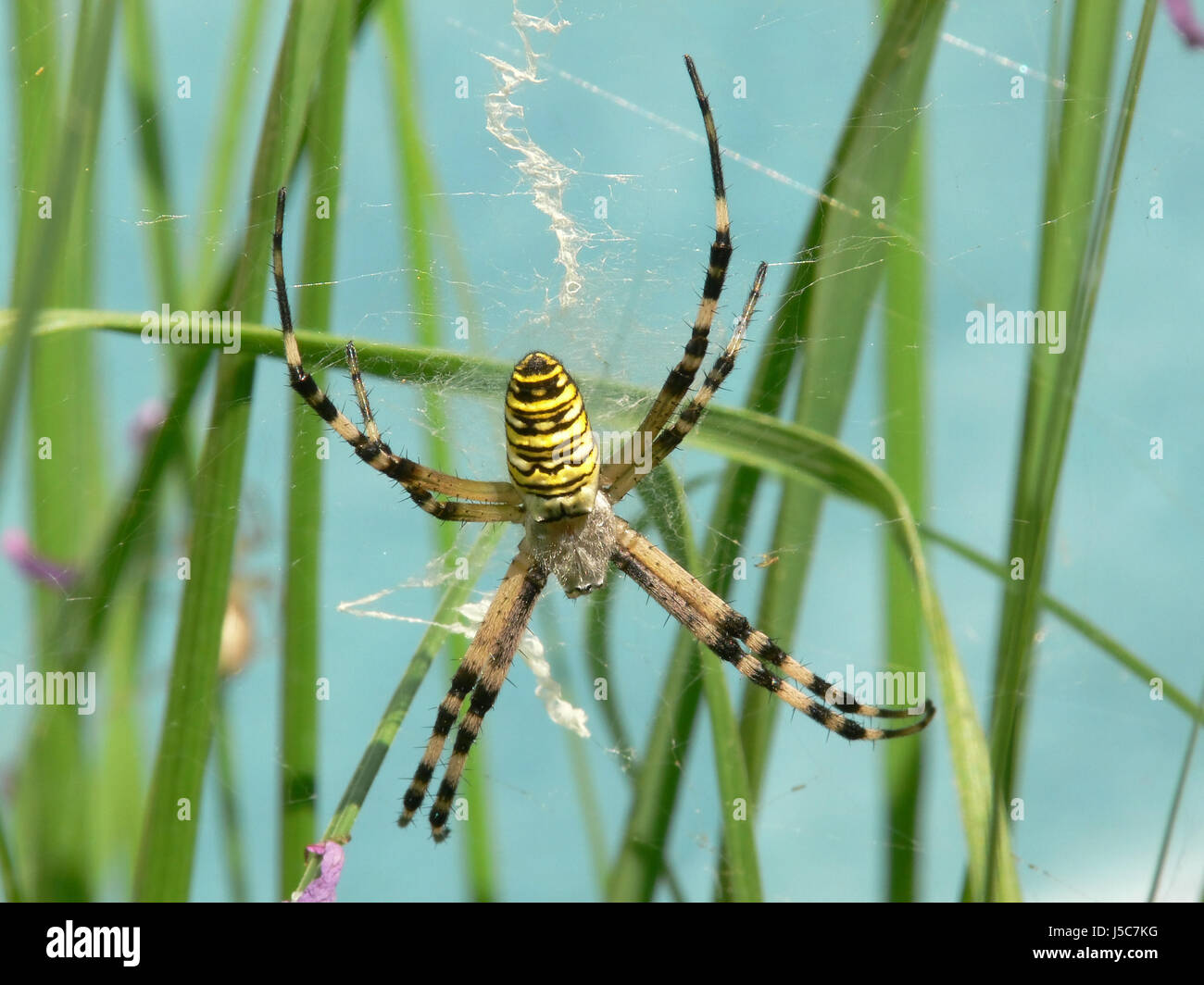 Spider Net Cobweb Spiders Web Spider Yellow Toxic Poisonous Stock