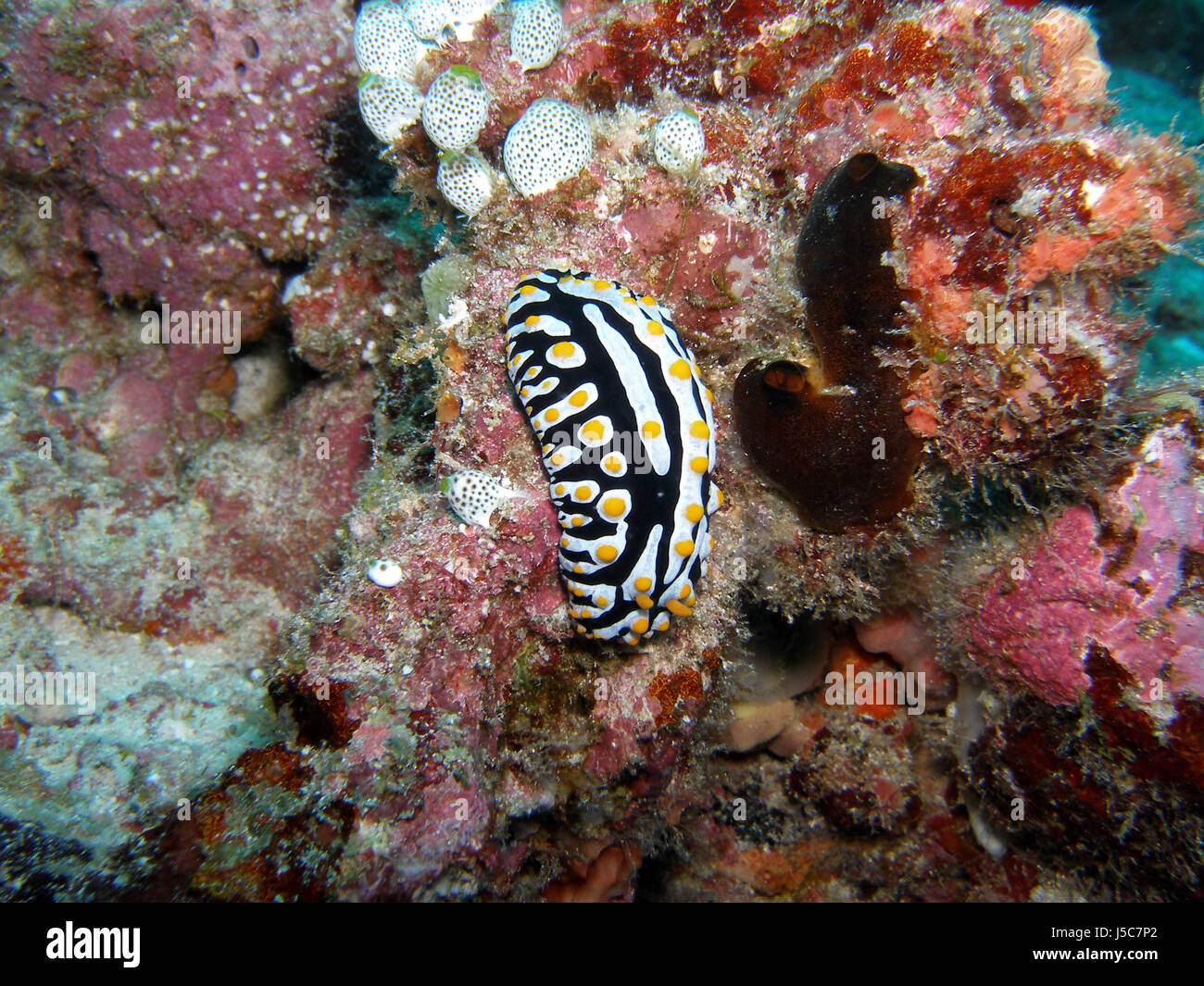 holiday vacation holidays vacations fish underwater maldives dive pisces corals Stock Photo