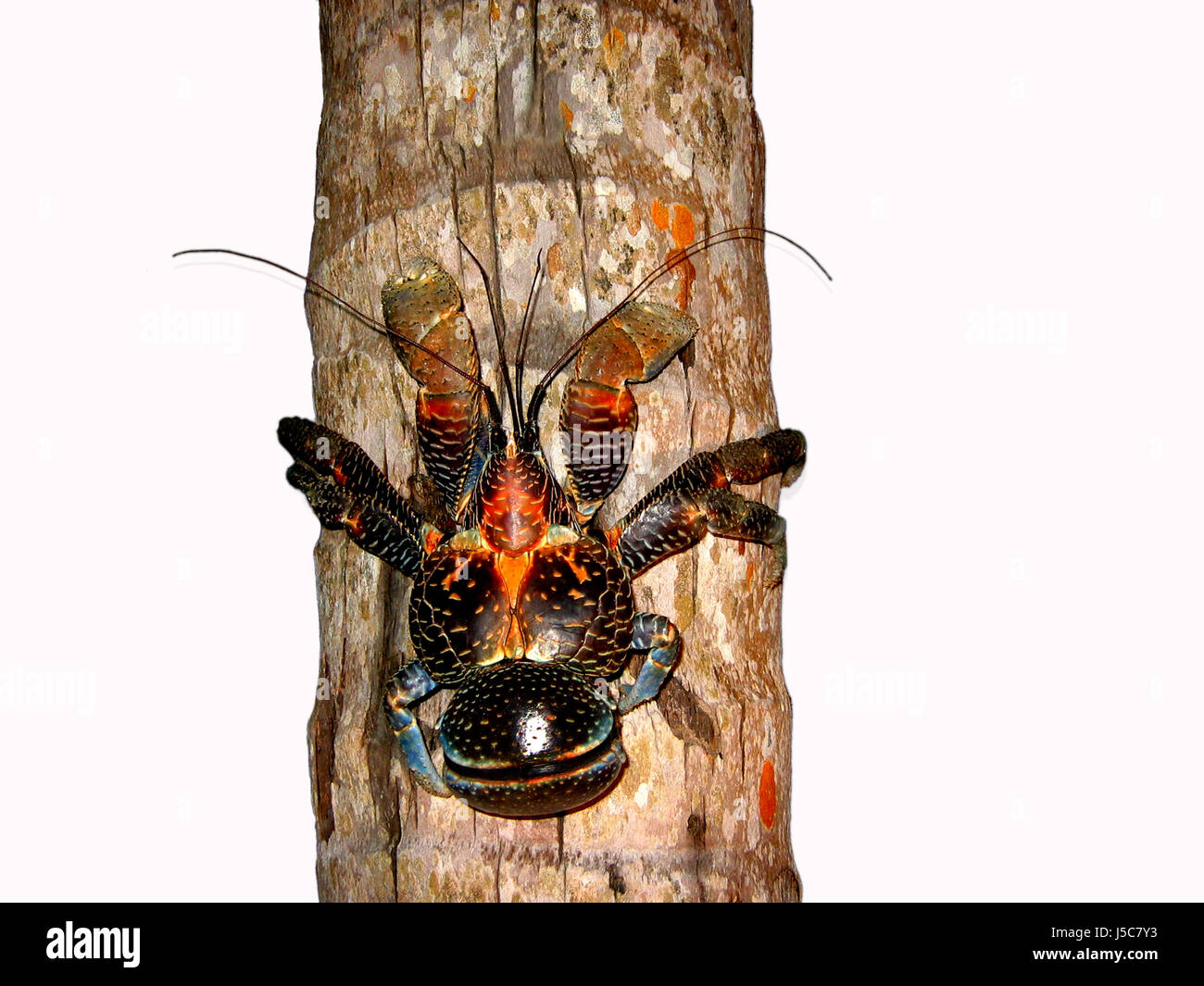 Palmendieb hi-res stock photography and images - Alamy