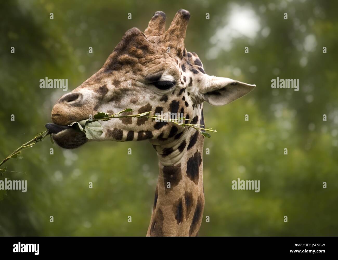 make profile animal africa tongue location shot lateral stretch dainty one long Stock Photo