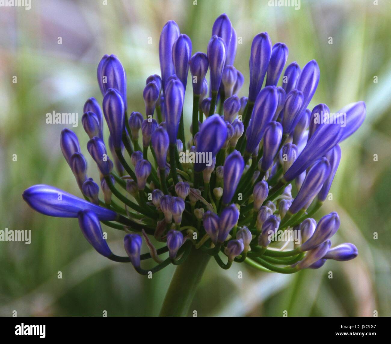 Flor del amor hi-res stock photography and images - Alamy