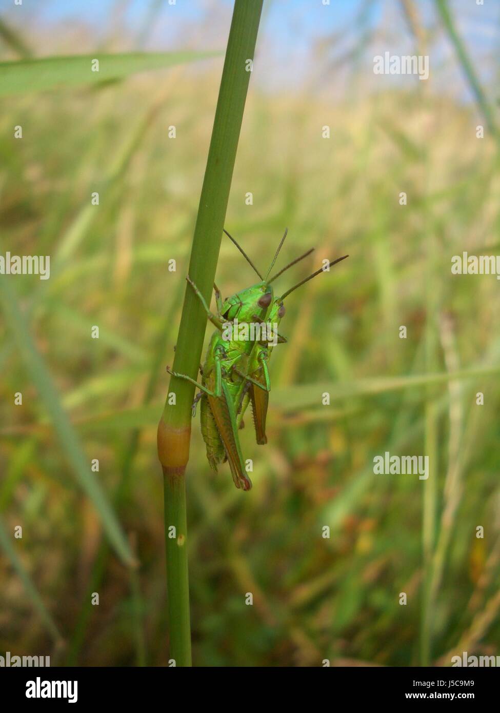 insect green summer summerly grasshopper hay mating mate meadow couple ...