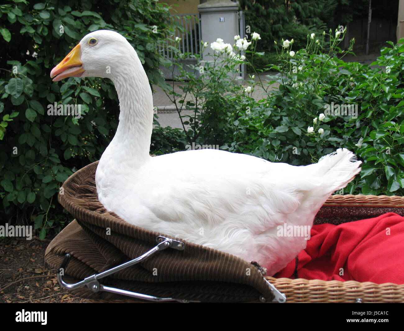 drive plant animal pet bird flower rose green brown brownish brunette bloom Stock Photo