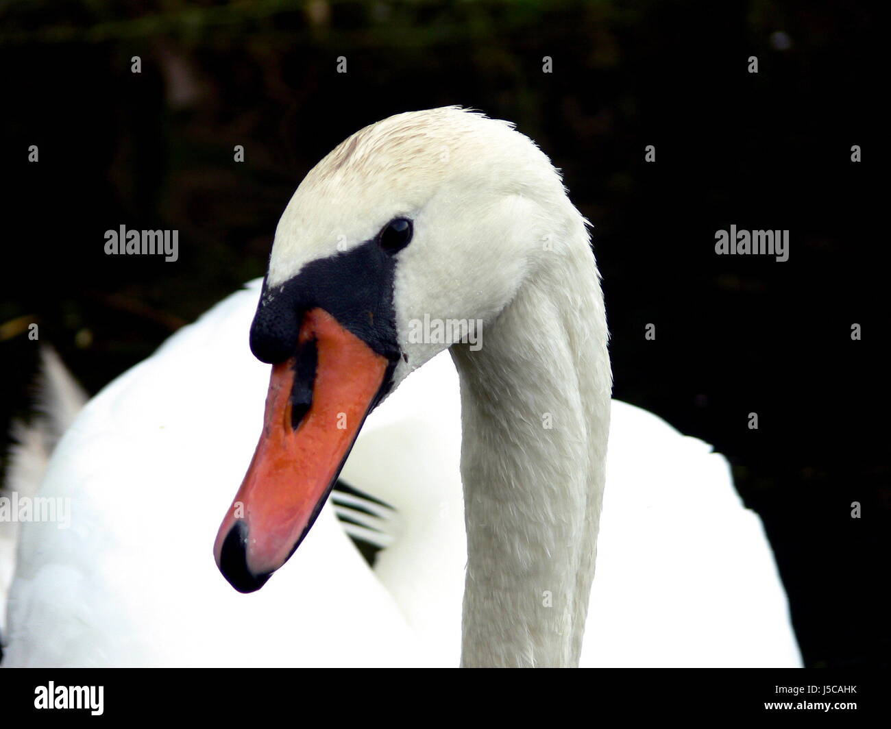 waters animal swan sight view outlook perspective vista panorama lookout Stock Photo