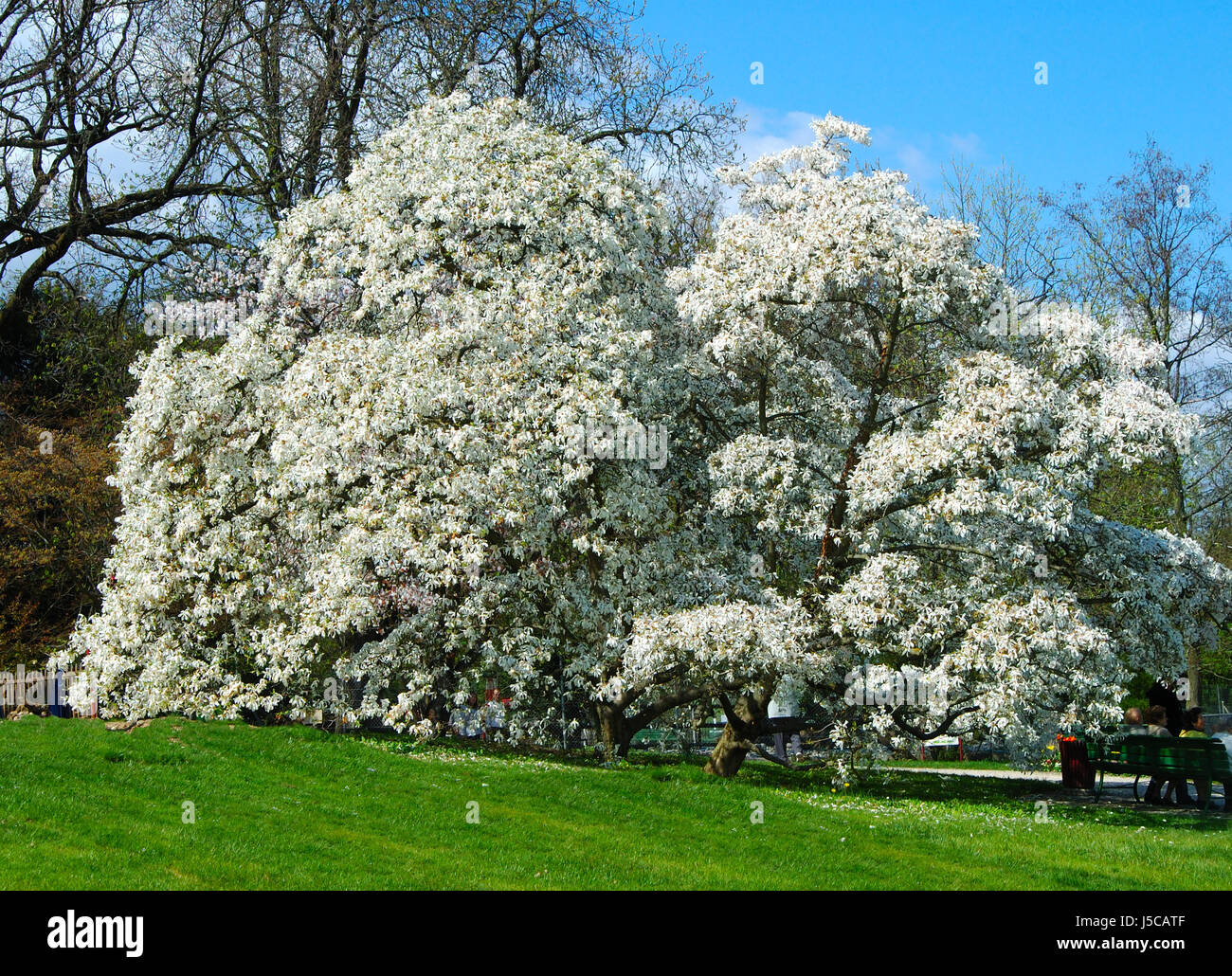 tree trees park garden bloom blossom flourish flourishing blossoms spring Stock Photo