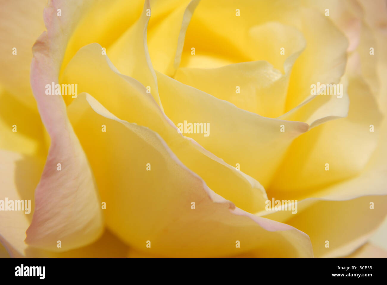 shine shines bright lucent light serene luminous famous flower rose plant bloom Stock Photo