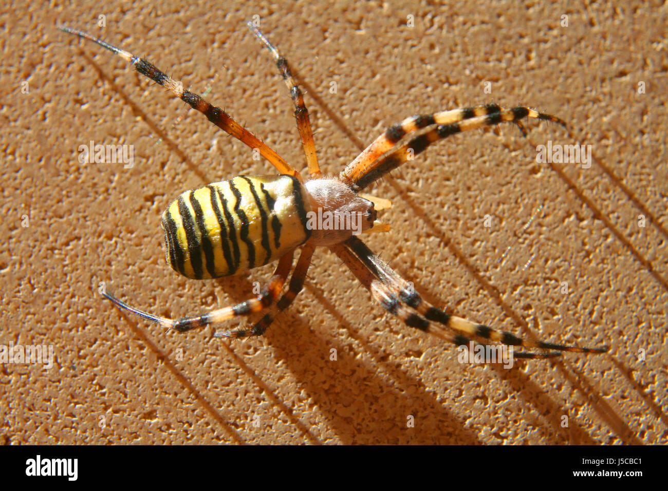 macro close-up macro admission close up view spider fear disgust wespenspinnen Stock Photo