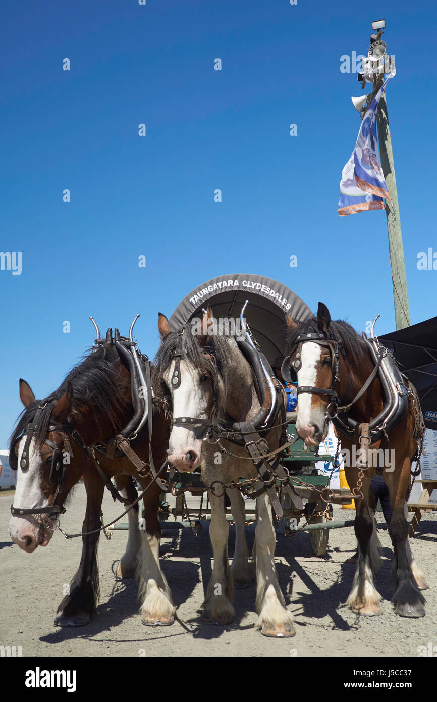 Three Clydesdale horses pulling a cart at the Northland Field Days in Dargaville Stock Photo