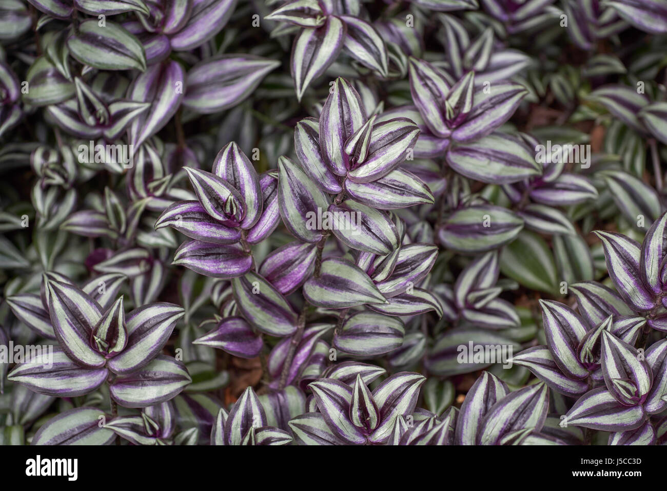Exotic cover of variegated wandering jew plants (Tradescantia zebrina or inch plant) Stock Photo