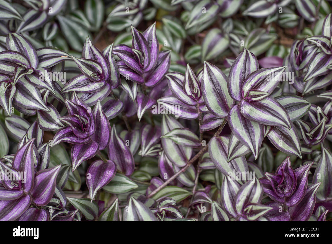 Variegated wandering jew plants (Tradescantia zebrina or inch plant) Stock Photo