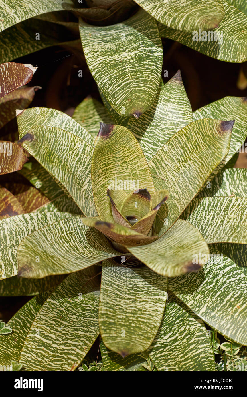 Bromeliad plant (Bromelioideae) Stock Photo