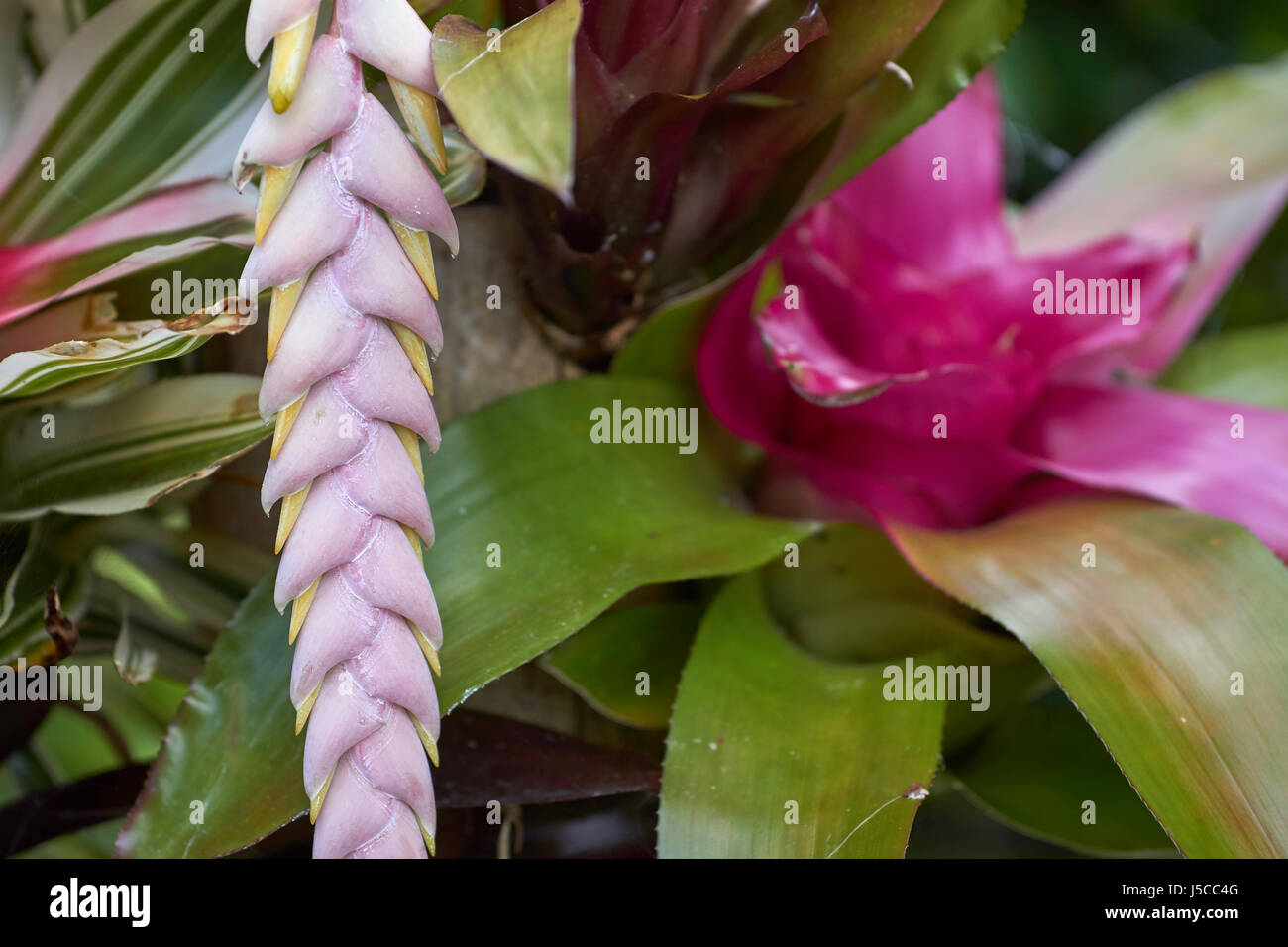 Flowering Bromeliad (Bromelioideae) Stock Photo