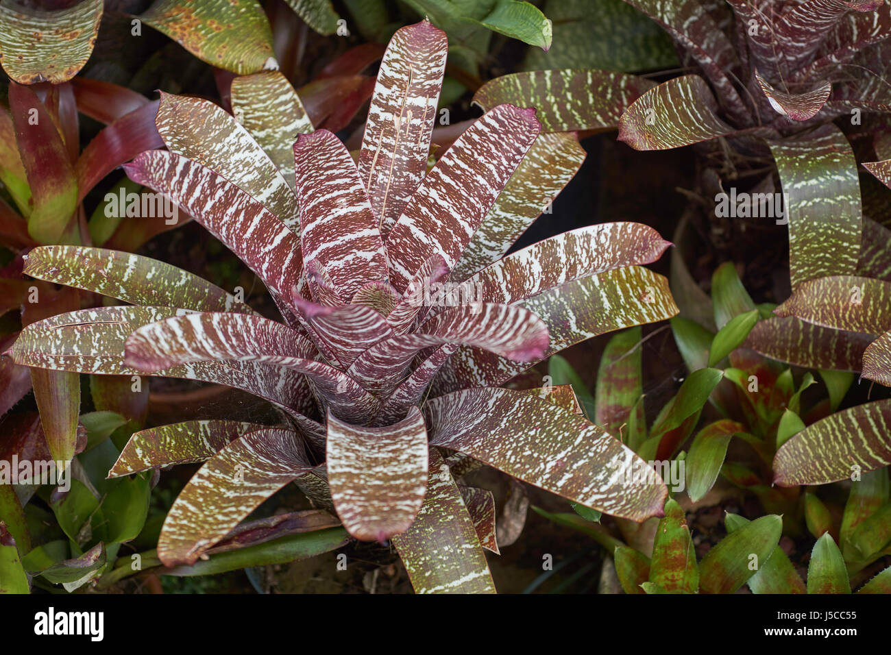 Closeup of a verrugated Bromeliad (Bromelioideae) Stock Photo