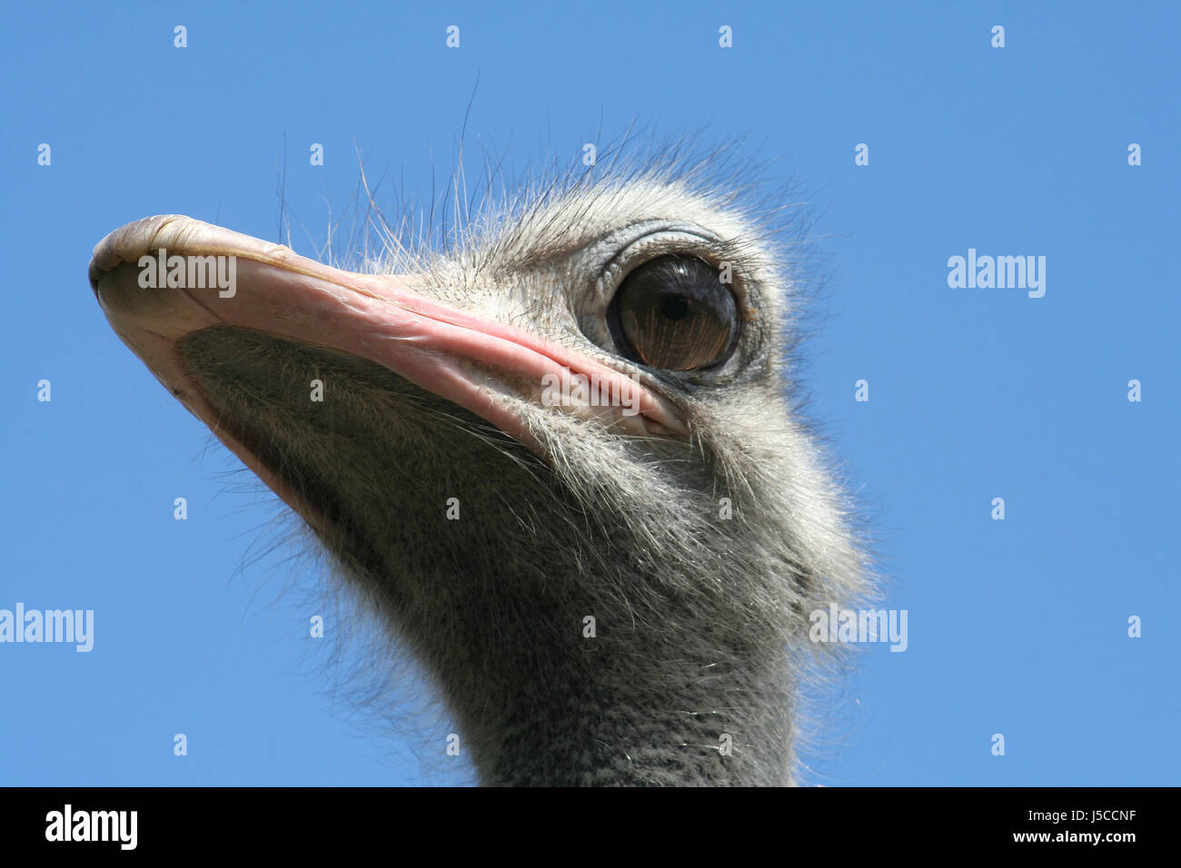 Witty Bird blue upwards animal bird portrait watchful birds witty august arrogance ...