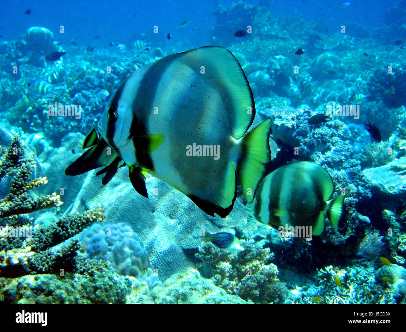 indonesia fish borneo underwater pacific salt water sea ocean water dive fins Stock Photo