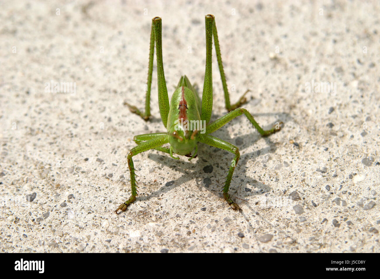 insects green animals spring bouncing bounces hop skipping frisks jumping  jump Stock Photo - Alamy