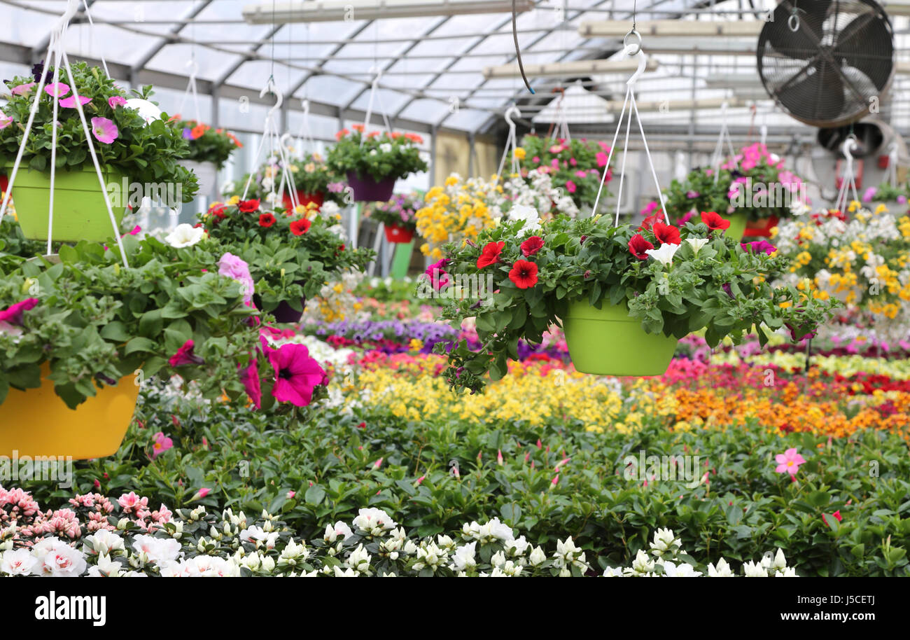 interior of a wide greenhouse with sale of plants and flowers in spring ...