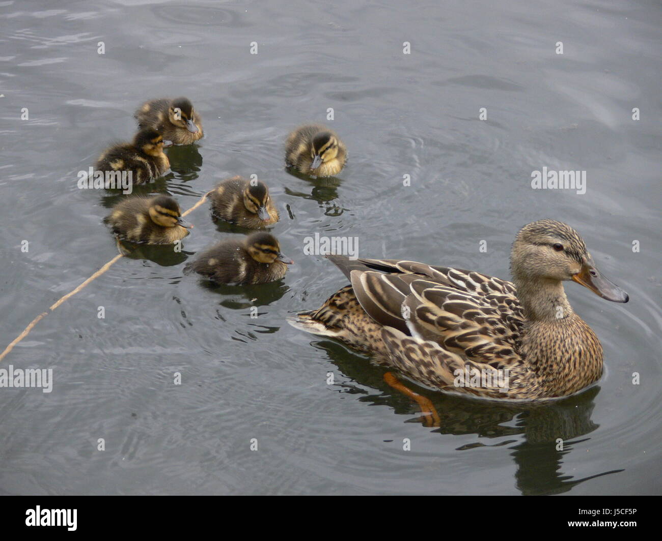 ducks chick entenfamilie entengruppe entenkken schwimmende enten stockenten Stock Photo