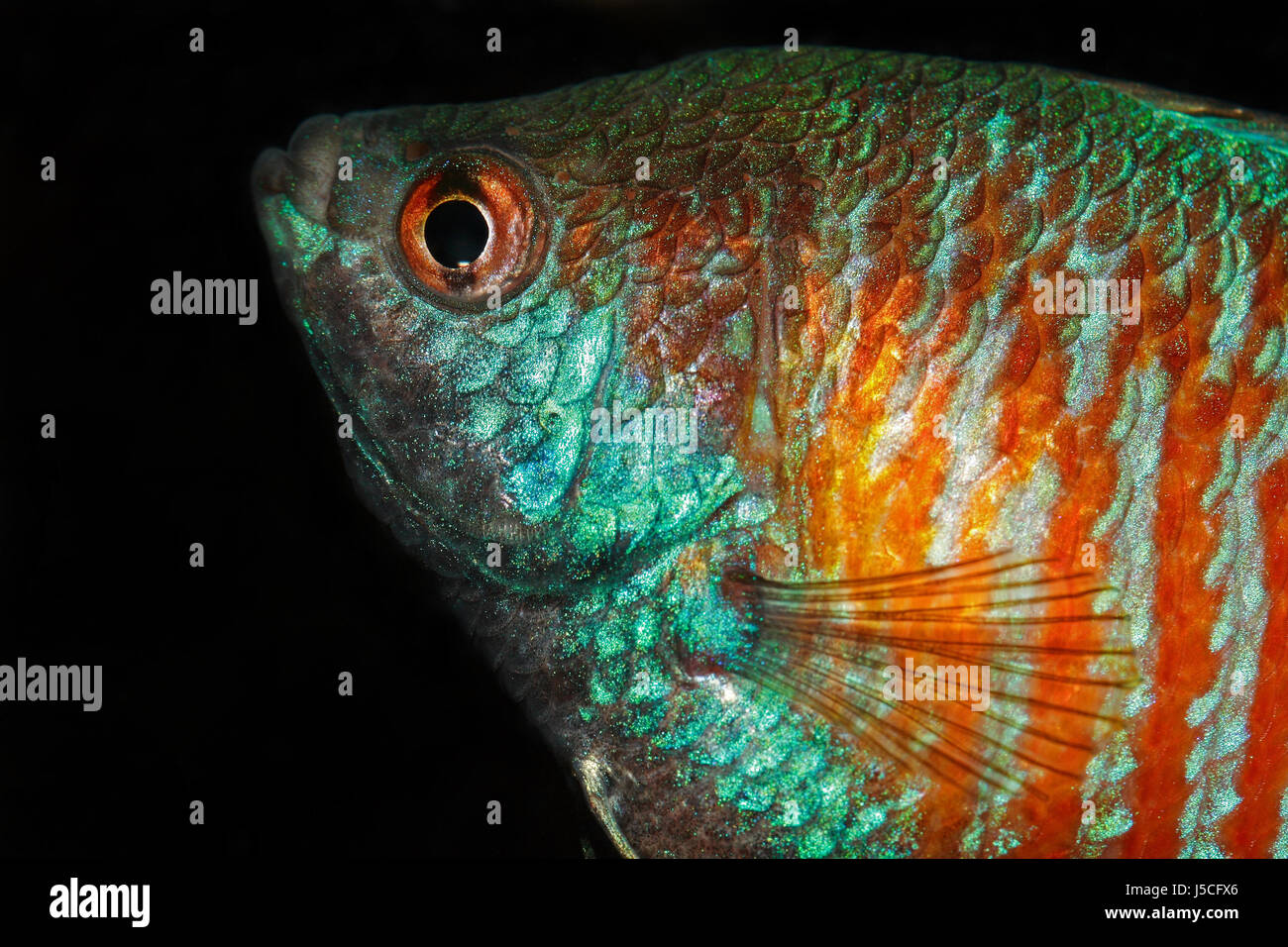 coloured colourful gorgeous multifarious richly coloured aquarium fish india Stock Photo