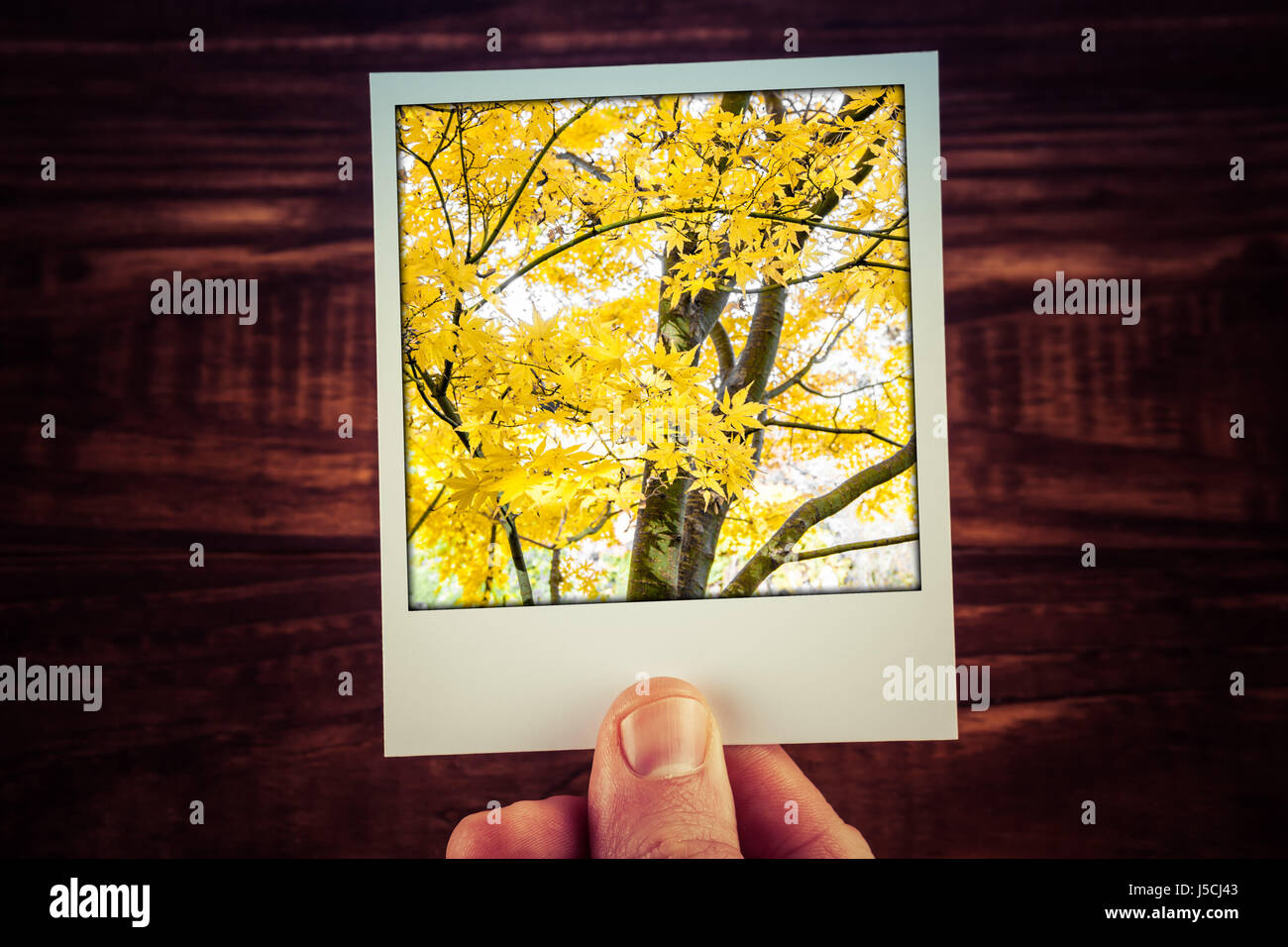Male hand holding polaroid photograph of yello Maple tree in autumn with copy space. Travel memories of good time scrapbooking Stock Photo