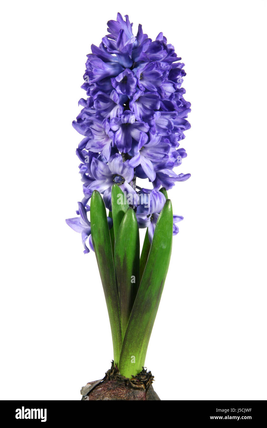 hyacinth Stock Photo