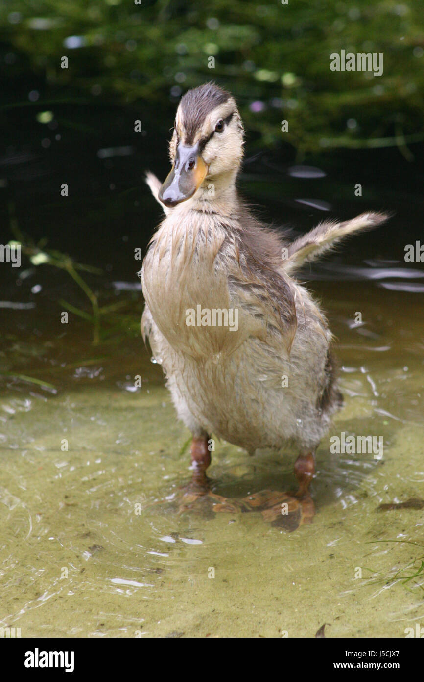 ducklings Stock Photo