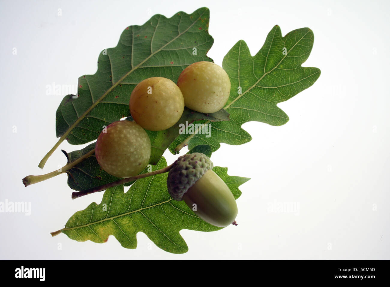 insects oak fruit branch leaf veins acorn larvae stitch nature bowls eichblatt Stock Photo