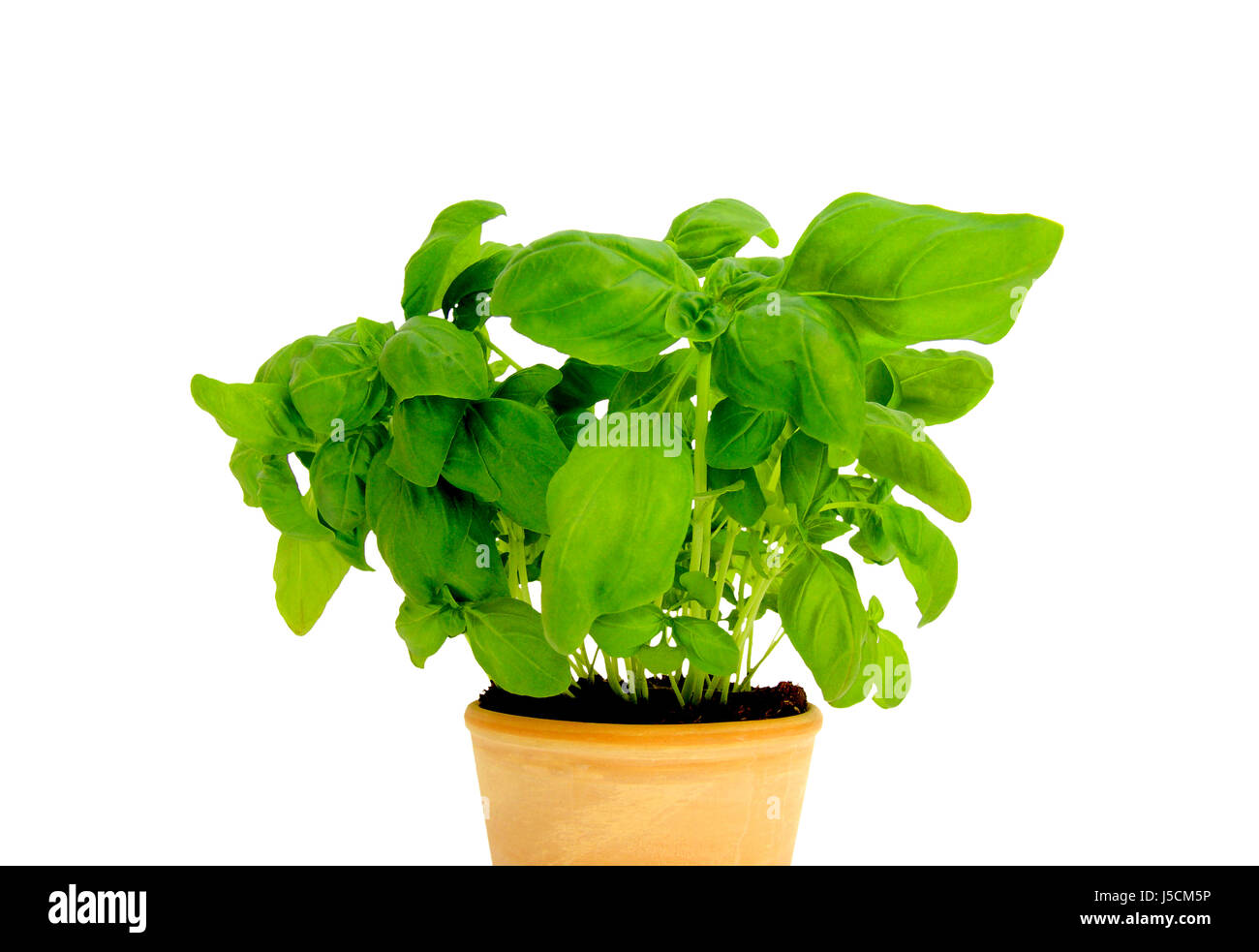 basil in pot Stock Photo - Alamy