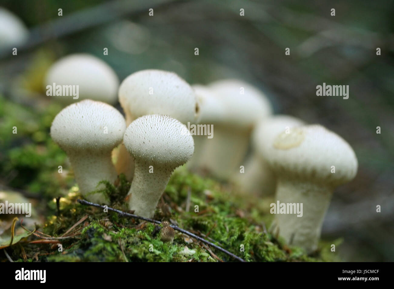 mushroom fungus forest nature bovist beutelstaeubling lycoperdon weiss waldpilz Stock Photo