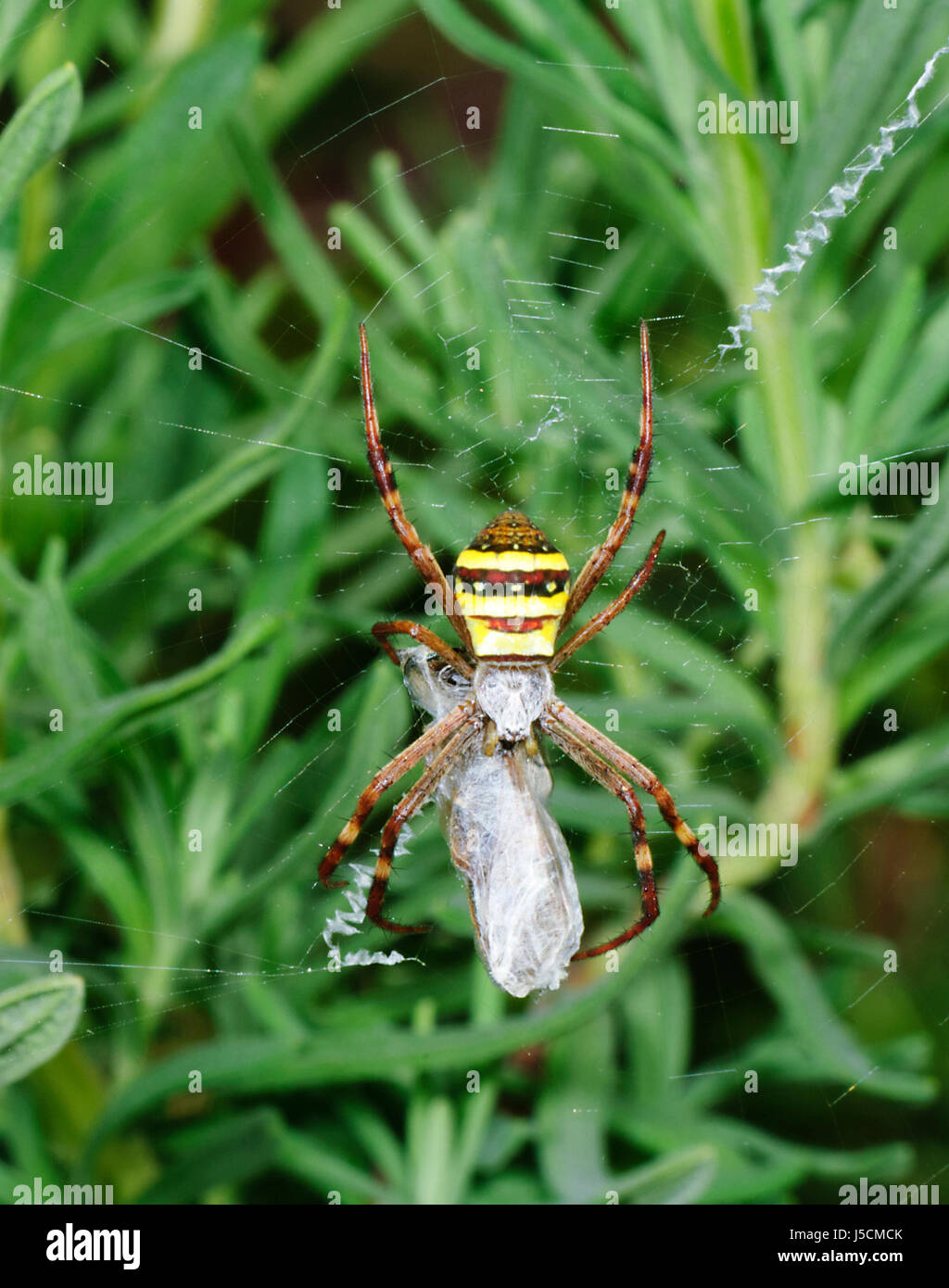 St Andrew's Cross Spider (Argiope keyserlingi) with Prey, New South Wales, NSW, Australia Stock Photo