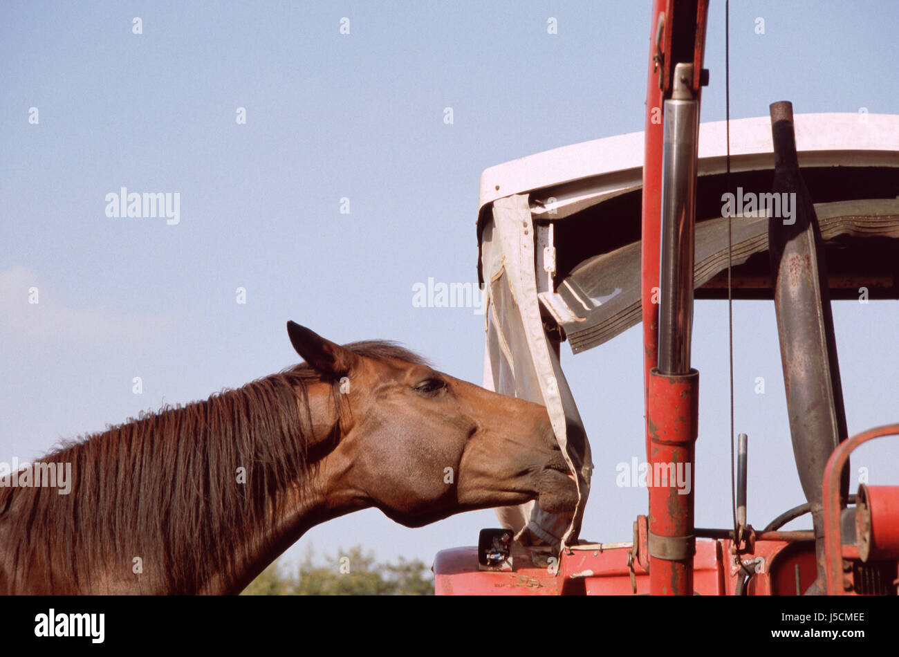 horse engineering curiosity interest tractor mane mudguard refusal browner dark Stock Photo