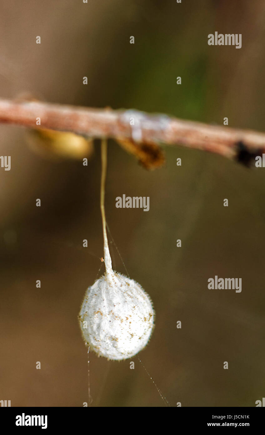 Spider Egg Sac, New South Wales, NSW, Australia Stock Photo Alamy