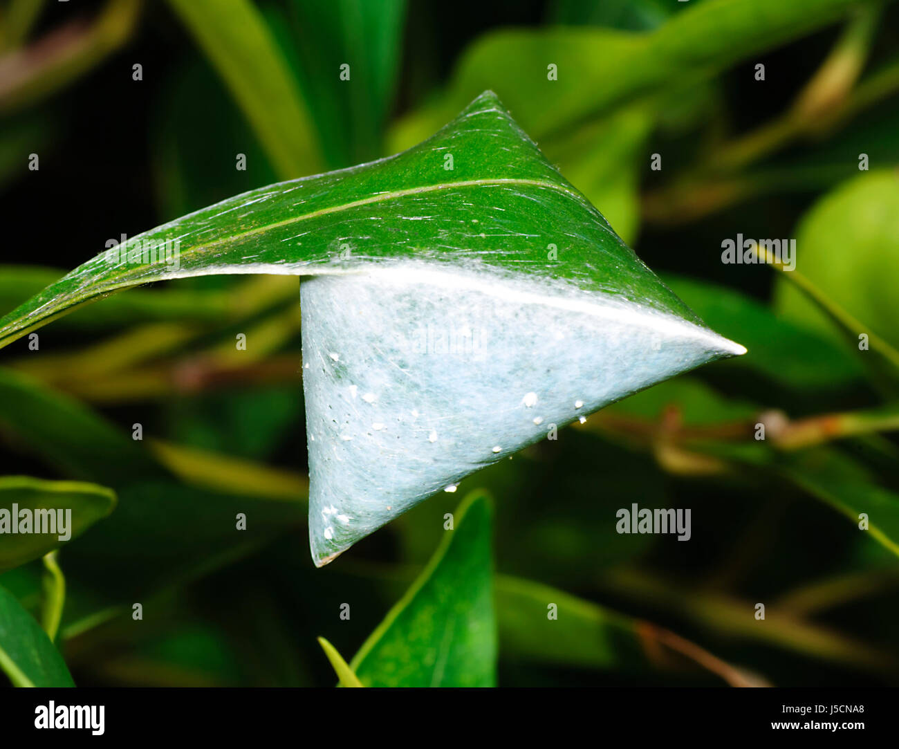 Spider shelter built with silk threads to hide, protect itself from weather or lay eggs, New