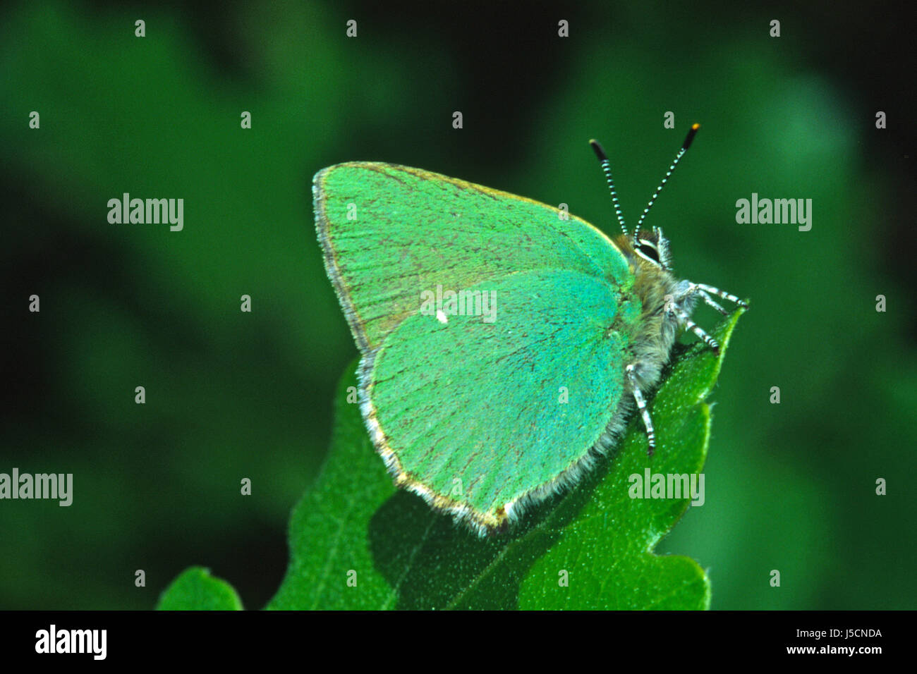 green butterfly camouflage butterflies callophrys rubi brombeer