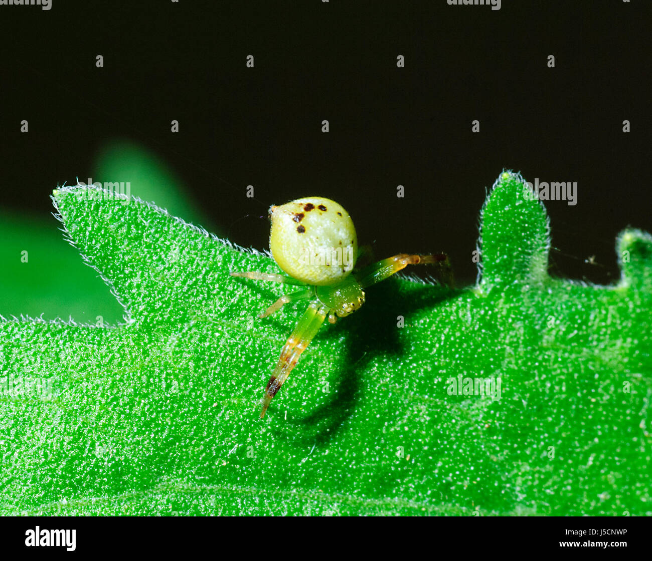 Australian crab spider hi-res stock photography and images - Alamy