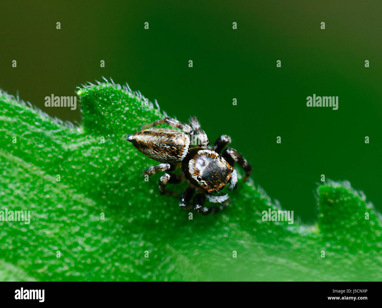 Jumping Spider (Salticidae), New South Wales, NSW, Australia Stock Photo