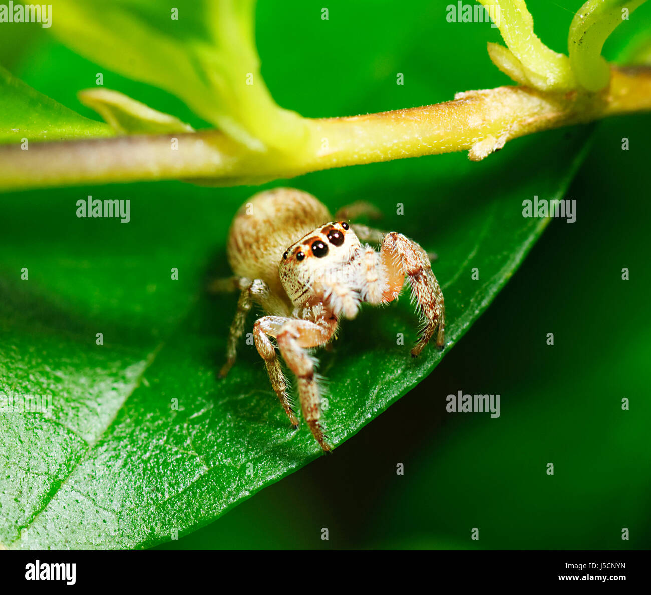 Cyclops Jumping Spider (Opisthoncus polyphemus), New South Wales, NSW, Australia Stock Photo