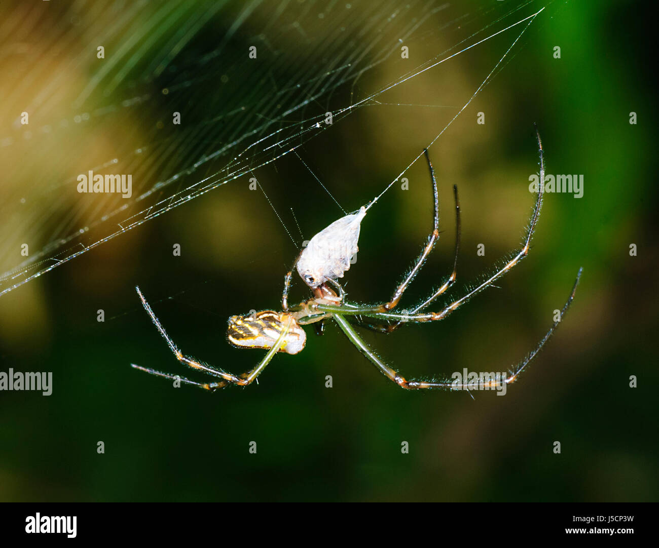 Silver Orb Weaving Spider or Humped Ord Weaving Spider or Camel Spider (Leucauge granulata) with wrapped up Prey, New South Wales, NSW, Australia Stock Photo
