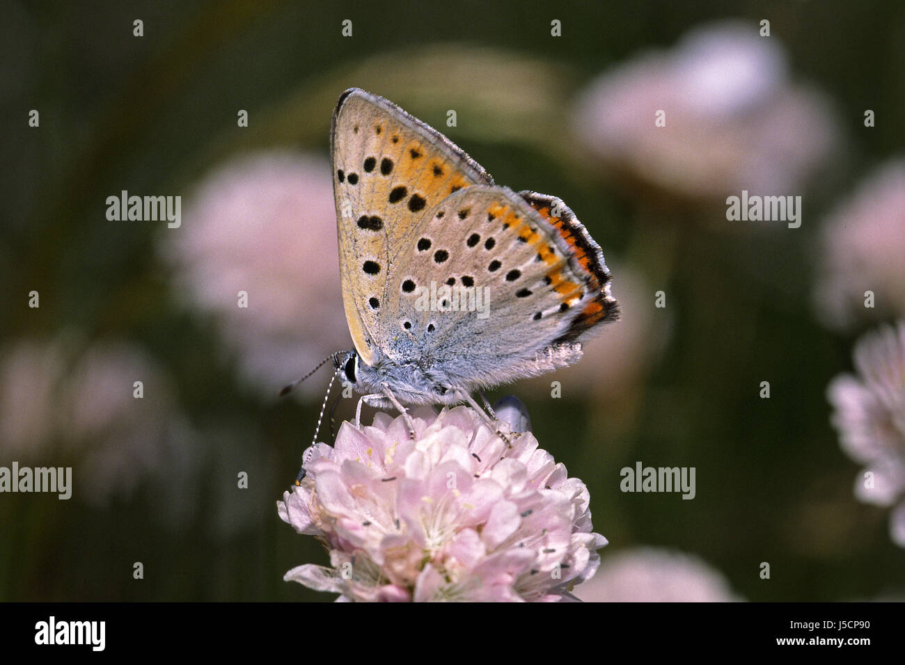butterfly heodes alciphron lycaena alciphron violetter feuerfalter tagfalter Stock Photo