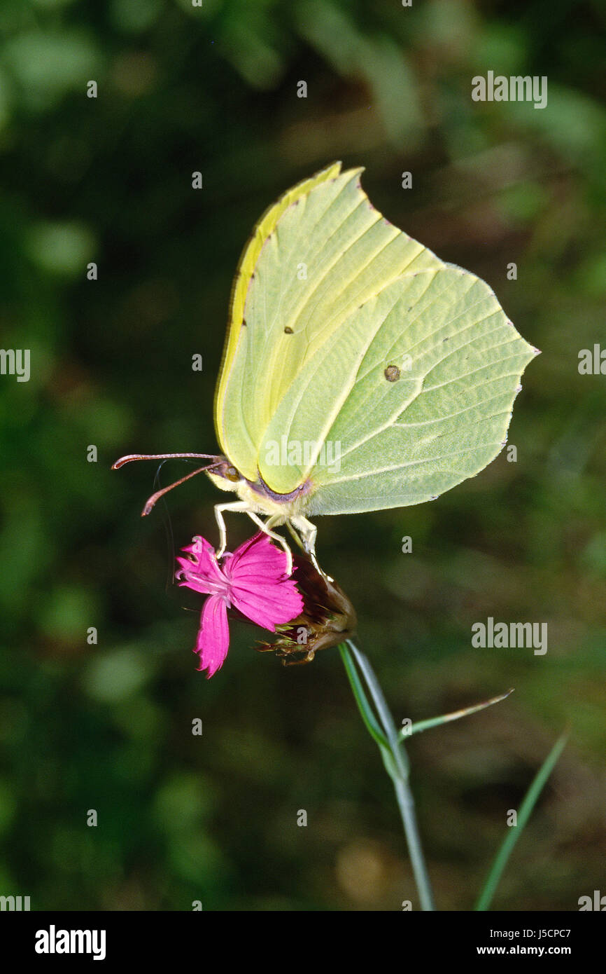 butterfly yellower butterflies albino brimstone butterfly yellow gonepteryx Stock Photo