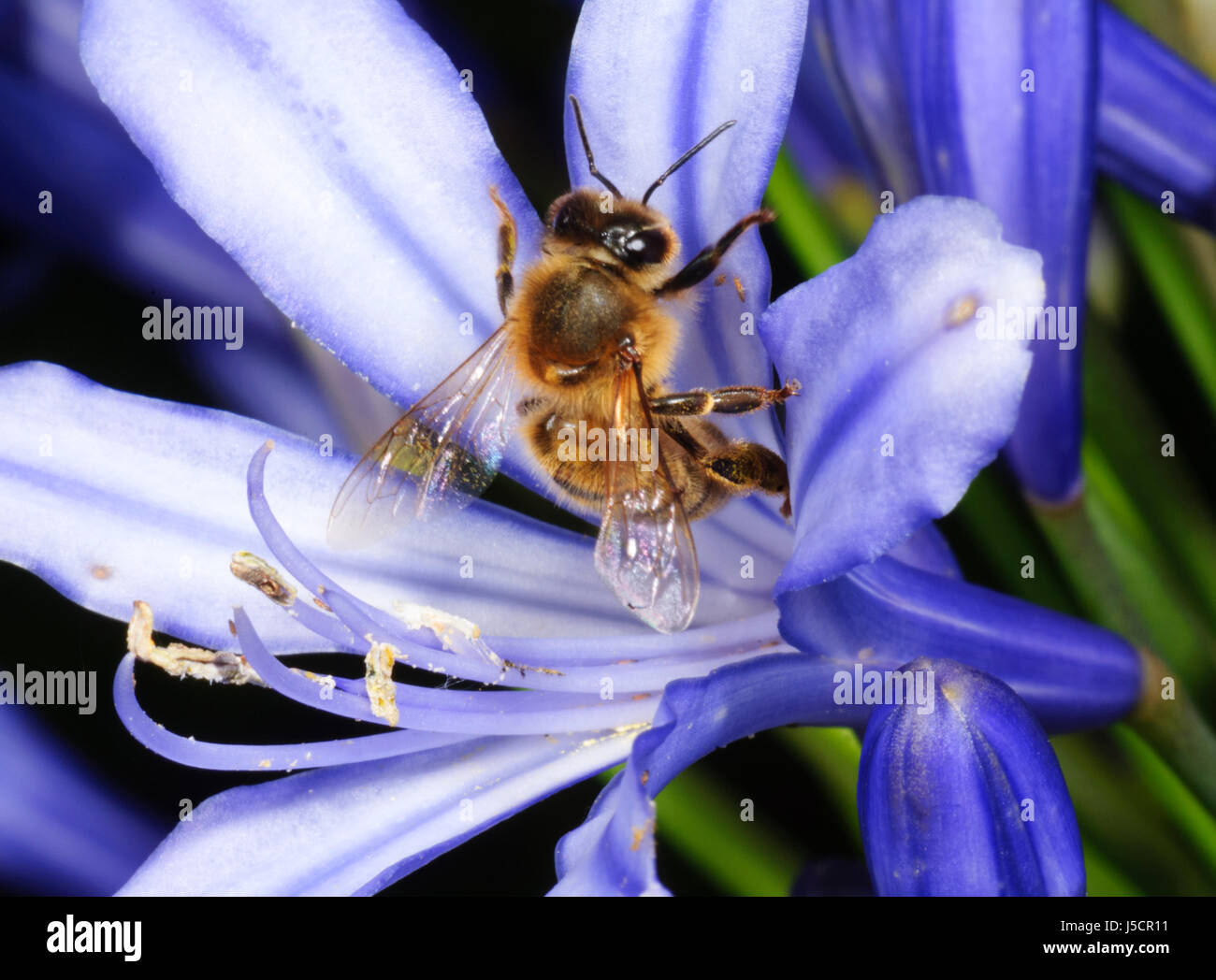 Honey bee (Apis mellifera) pollinating the nectar of a purple flower