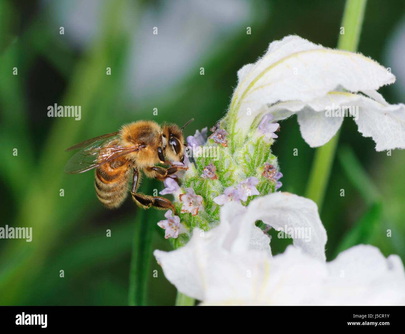 Honey bee (Apis mellifera) pollinating the nectar of a white Flowerhead, New South Wales, NSW, Australia Stock Photo
