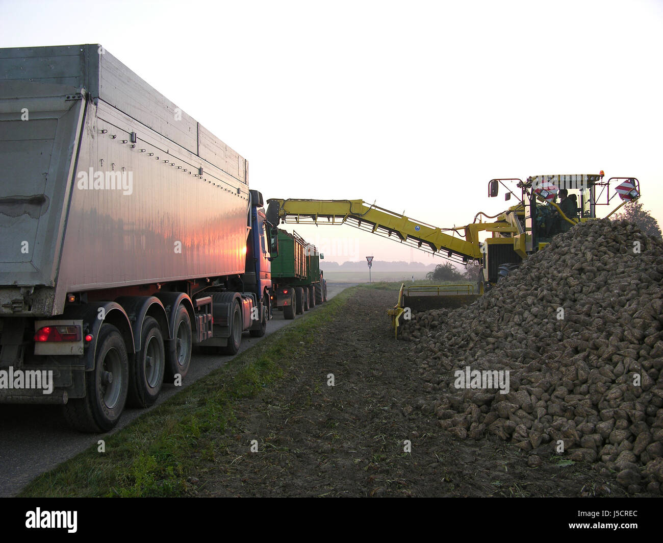 agriculture farming field sunrise transport sugar acre early turnip trailer Stock Photo