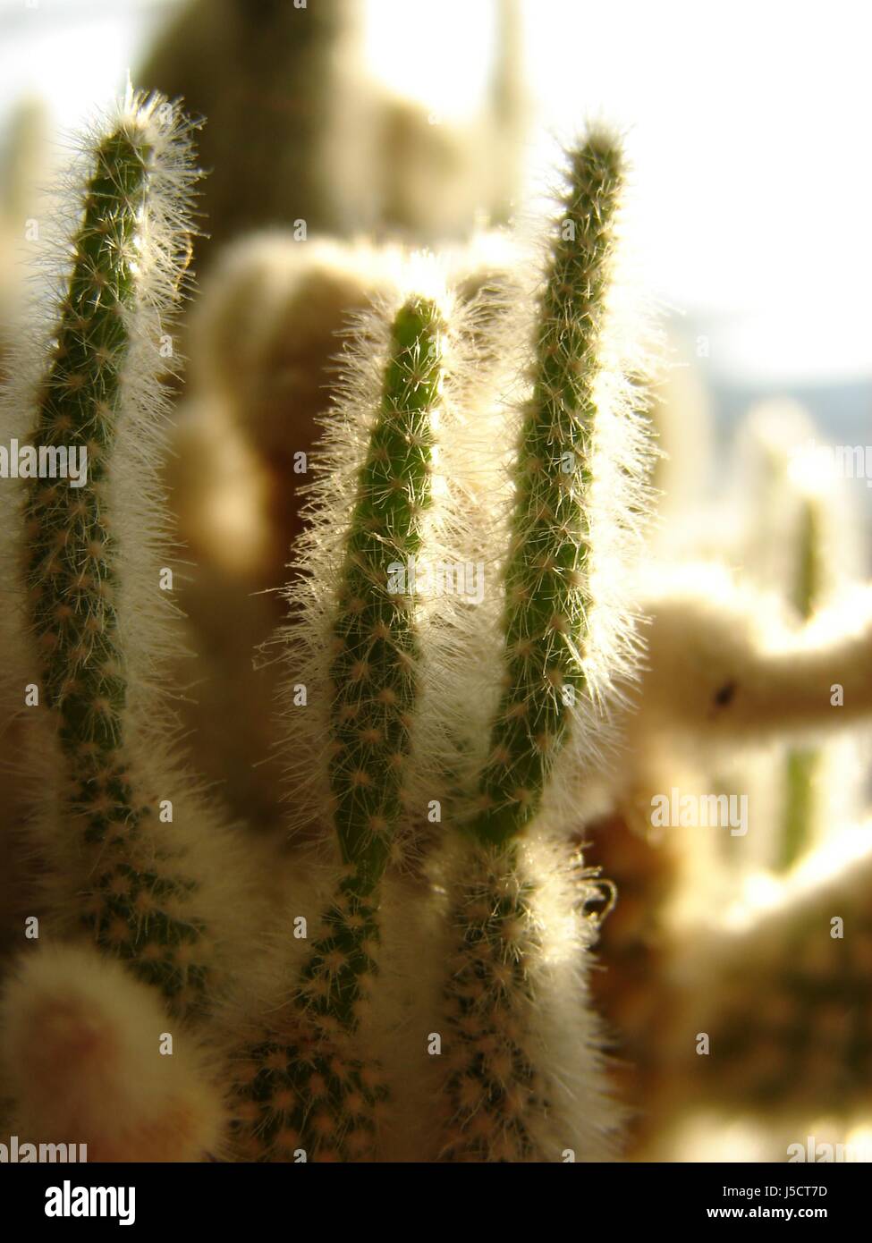 green pain prickle sting cacti cactus growth shine shines bright lucent