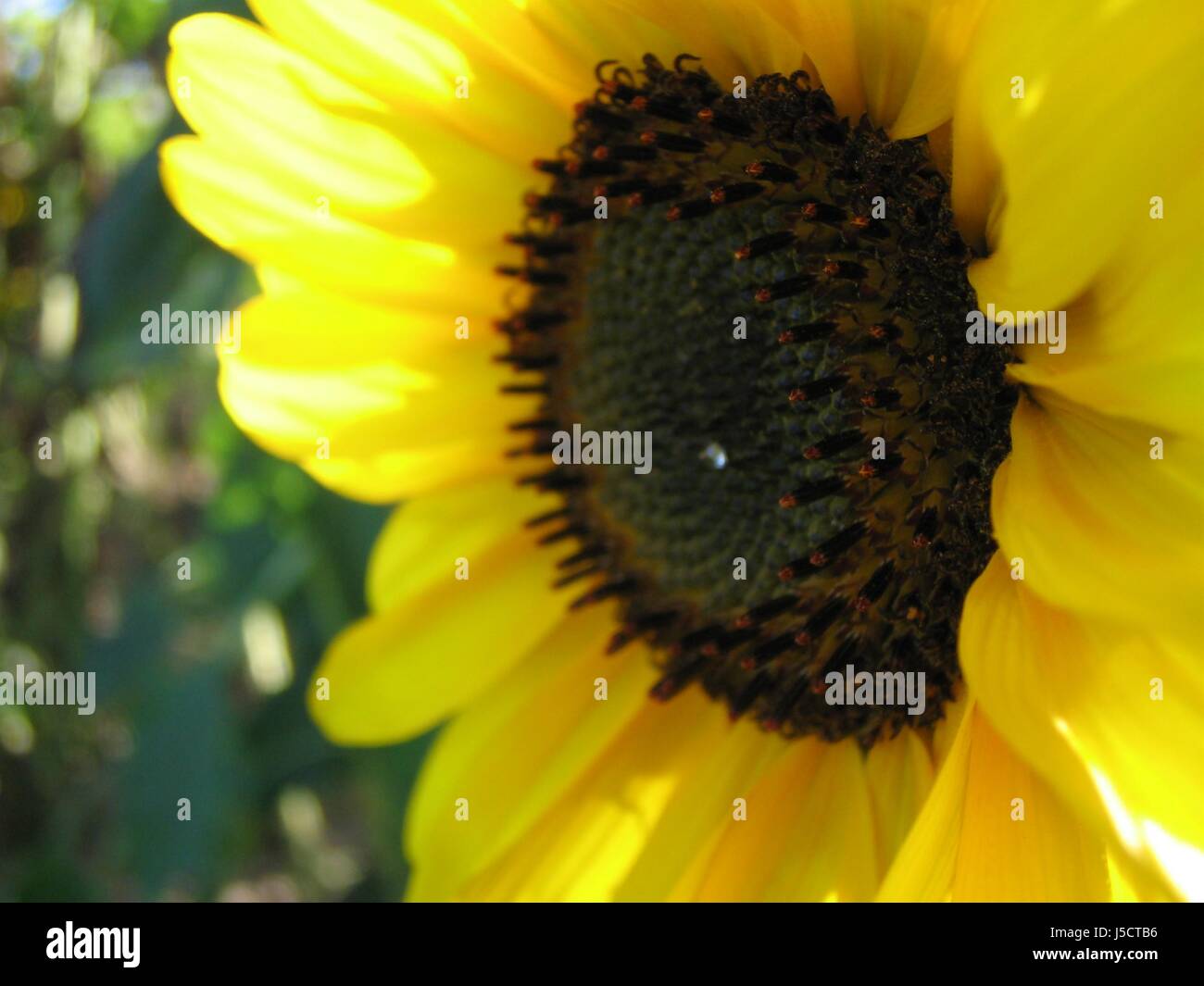 blue shine shines bright lucent light serene luminous food aliment macro Stock Photo